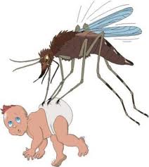 komarci 1
